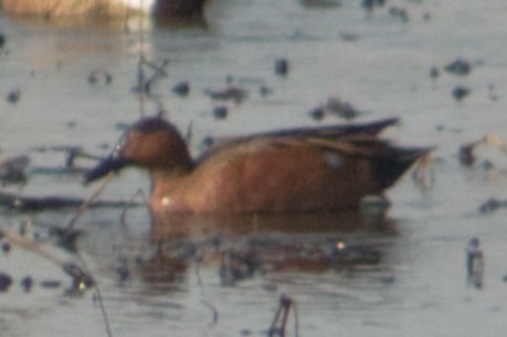 Blue-winged x Cinnamon Teal (hybrid) - ML633774142