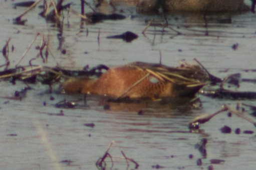 Blue-winged x Cinnamon Teal (hybrid) - ML633774143