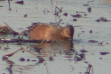 Blue-winged x Cinnamon Teal (hybrid) - ML633774144