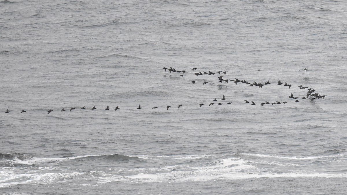 Surf Scoter - ML633774188