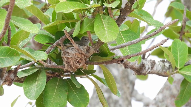 Yellow-bellied Elaenia - ML633774190