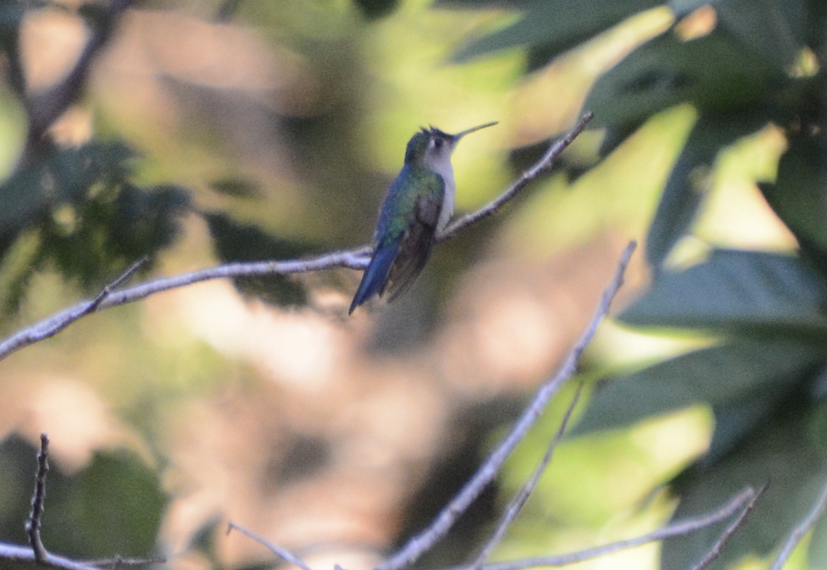 Wedge-tailed Sabrewing - ML633774191