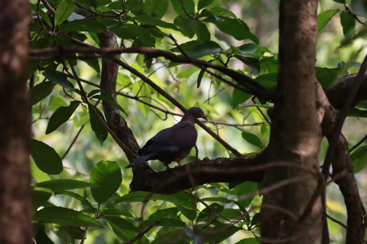 Pale-capped Pigeon - ML633774236