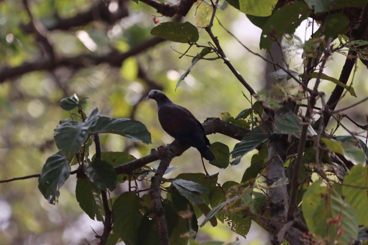 Pale-capped Pigeon - ML633774239