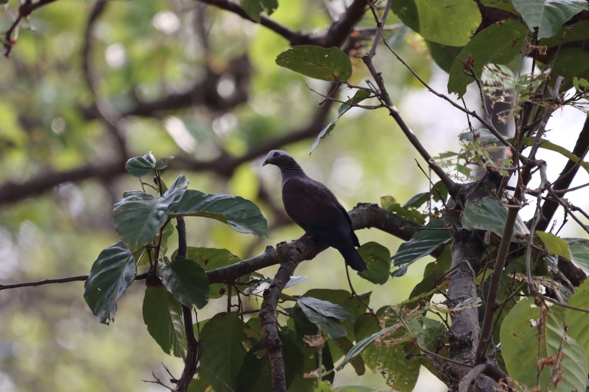 Pale-capped Pigeon - ML633774240