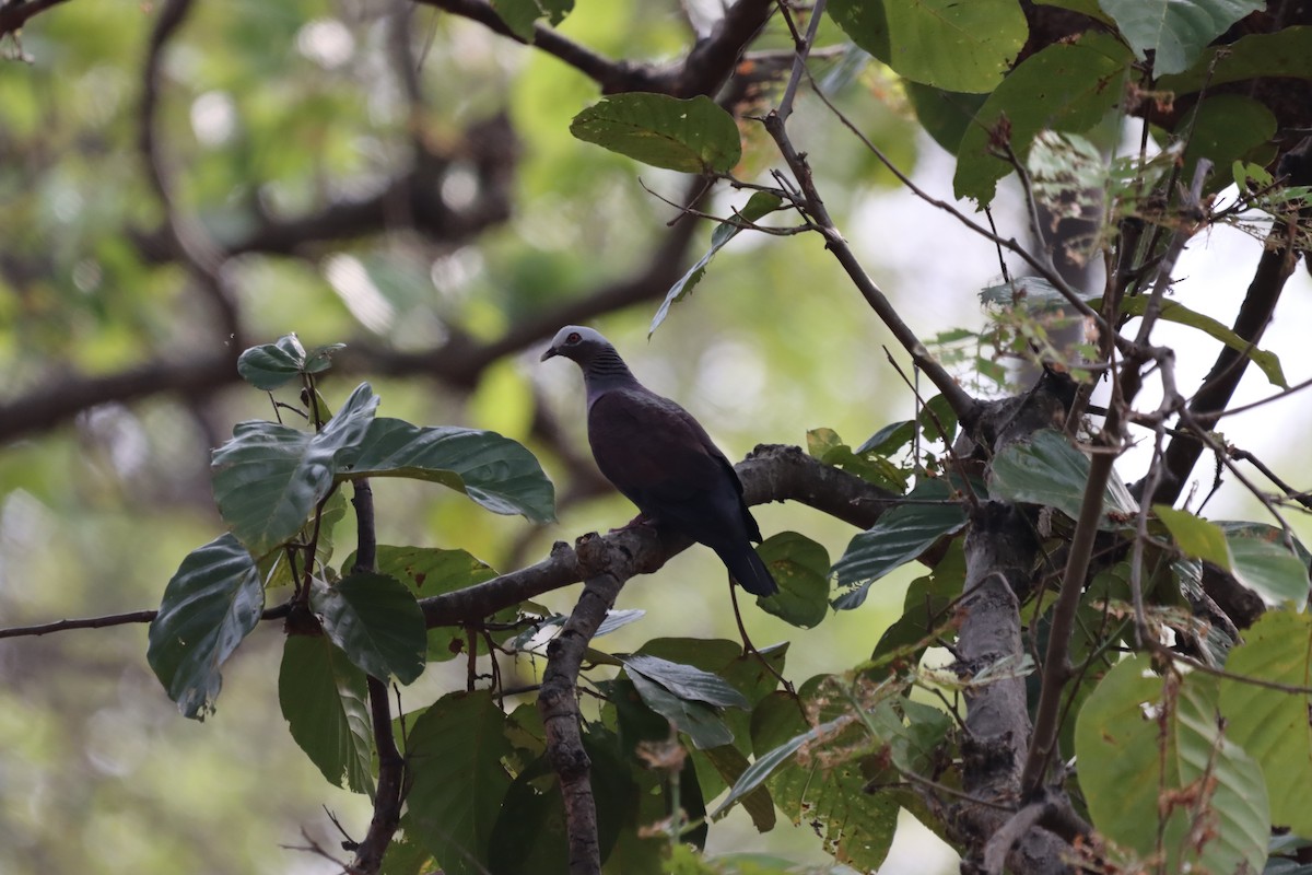 Pale-capped Pigeon - ML633774241