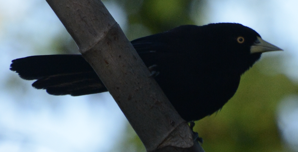 Yellow-billed Cacique (Prevost's) - ML633774249