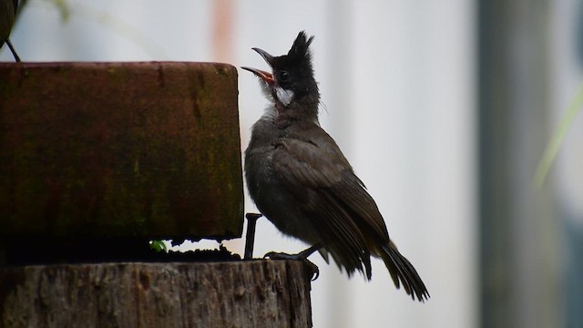 Red-whiskered Bulbul - ML633774302