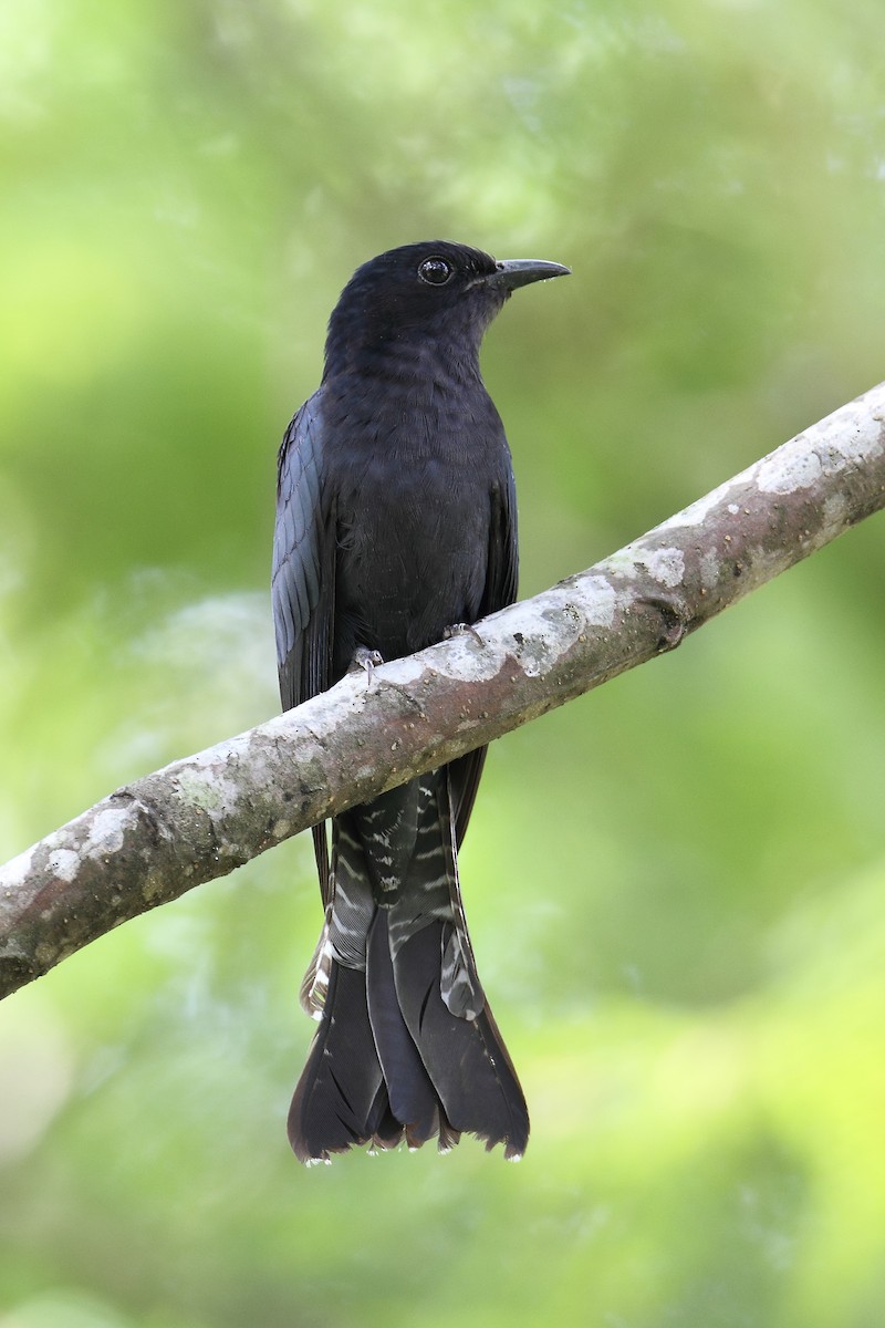 Square-tailed Drongo-Cuckoo - ML633774317