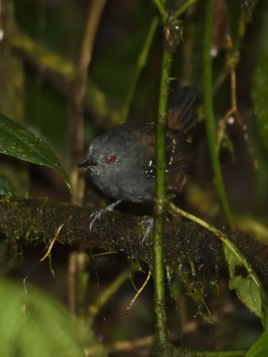 Esmeraldas Antbird - ML633774355