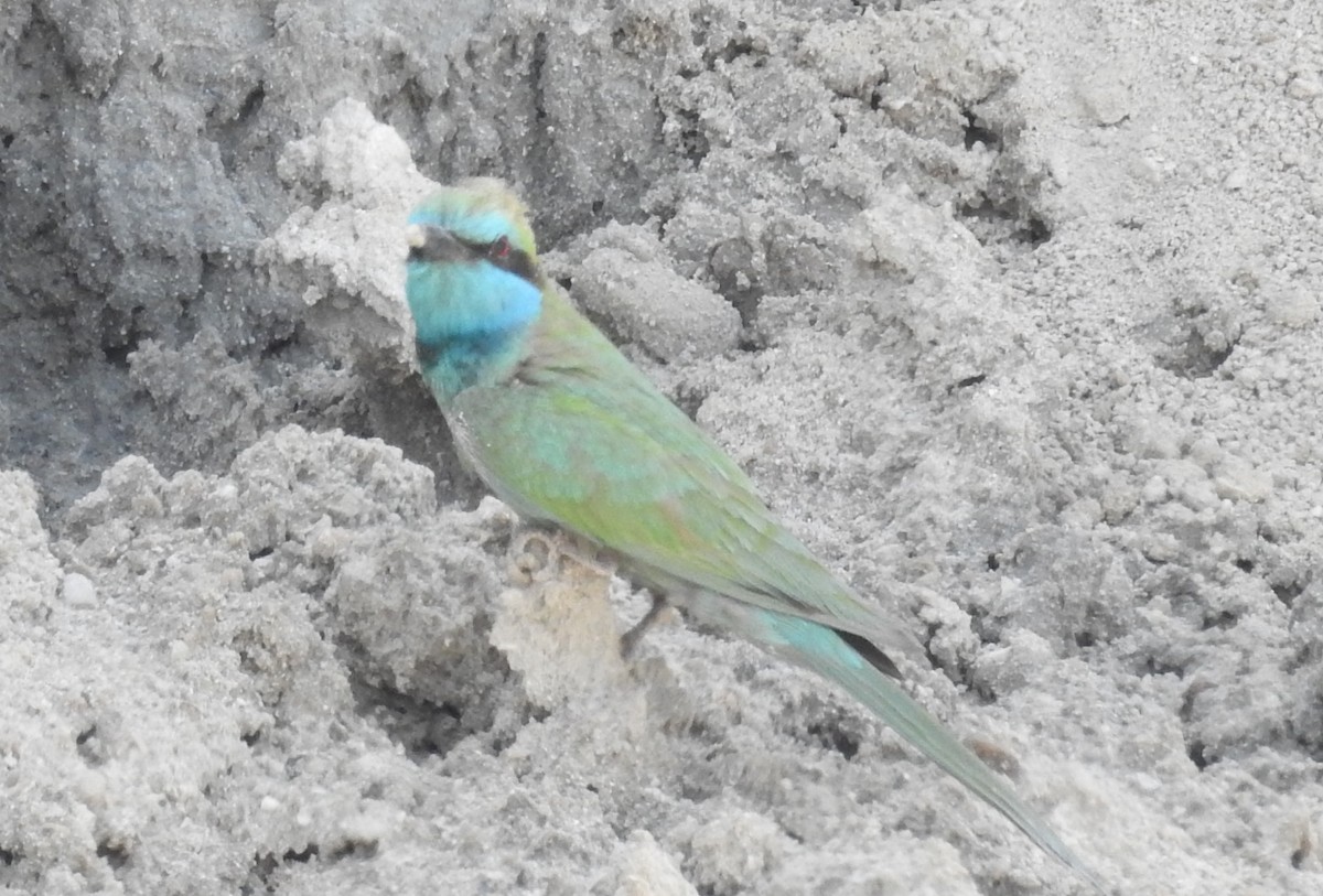 vlha arabská - ML633774376