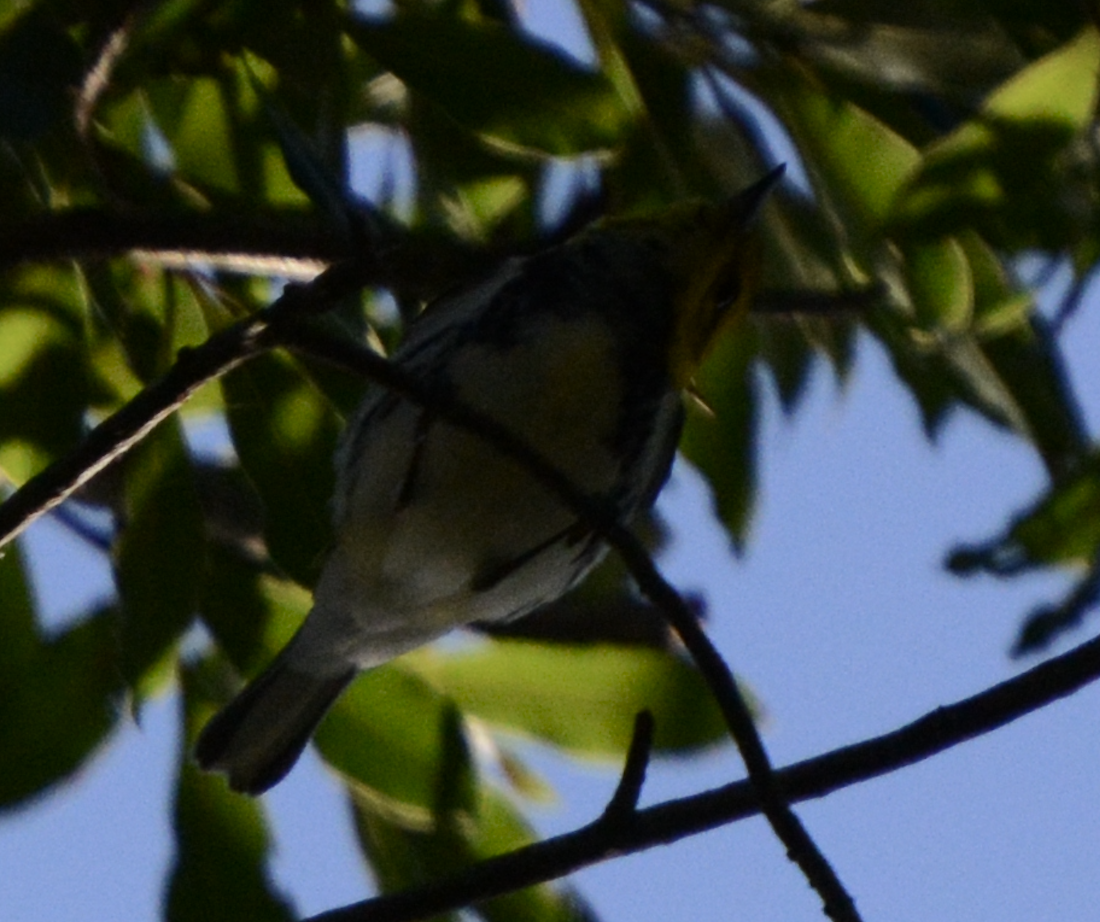 Paruline à gorge noire - ML633774445