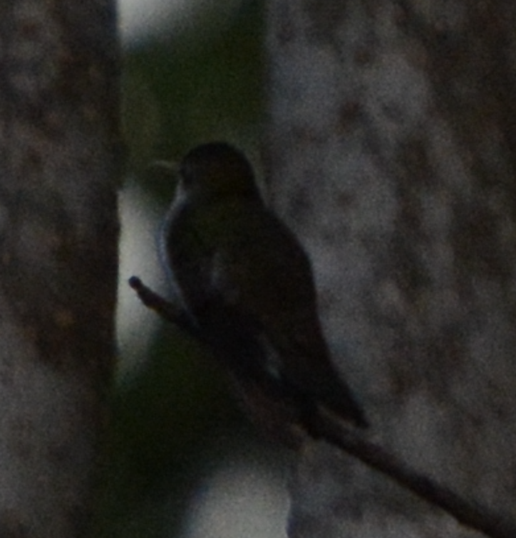 Colibri à gorge rubis - ML633774455