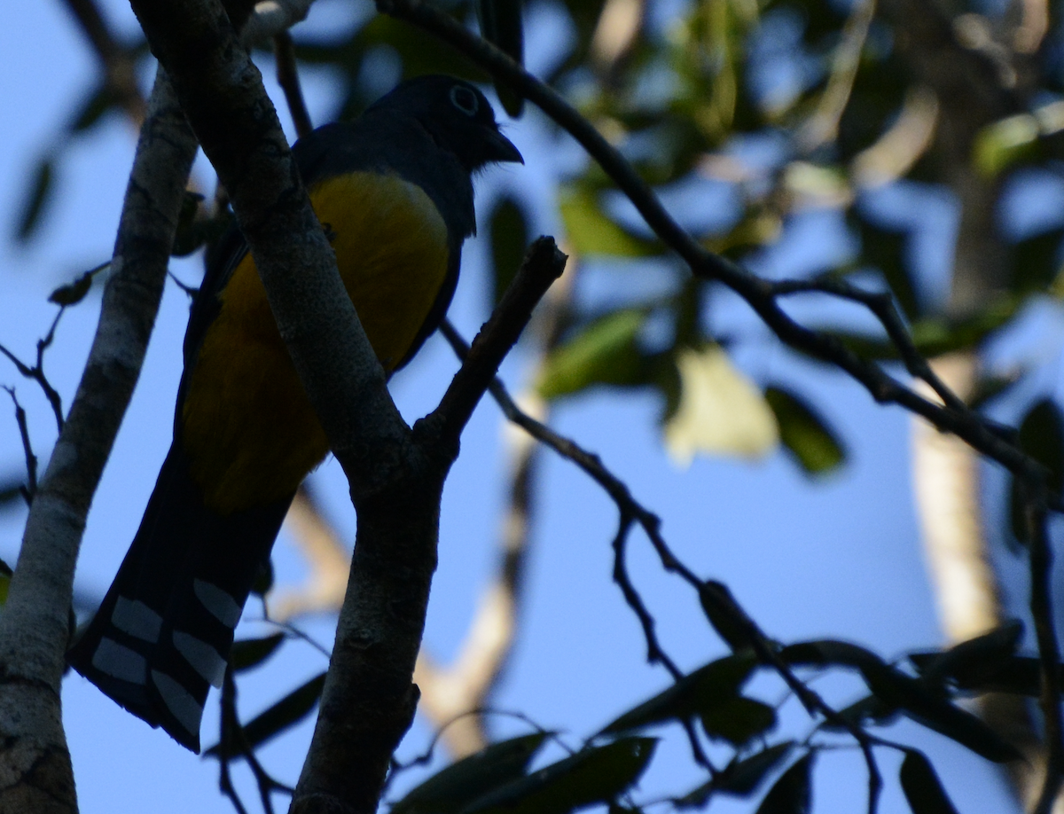 Trogon à tête noire - ML633774474