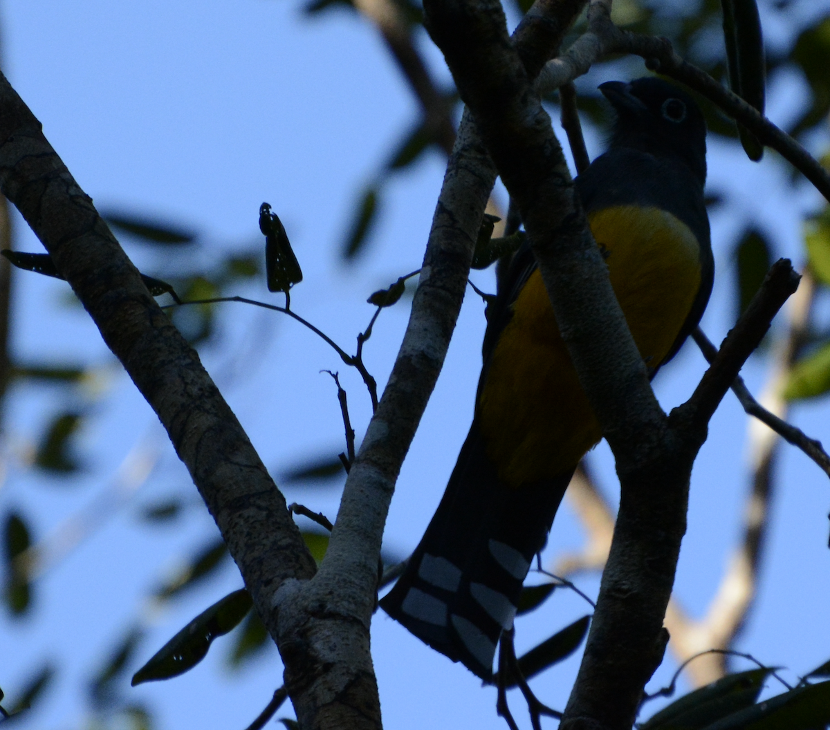 Trogon à tête noire - ML633774481