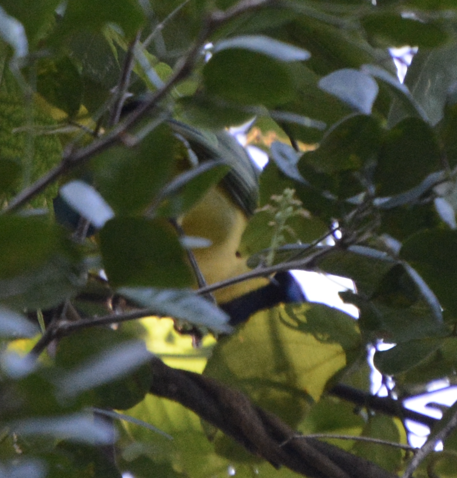 Geai vert - ML633774508