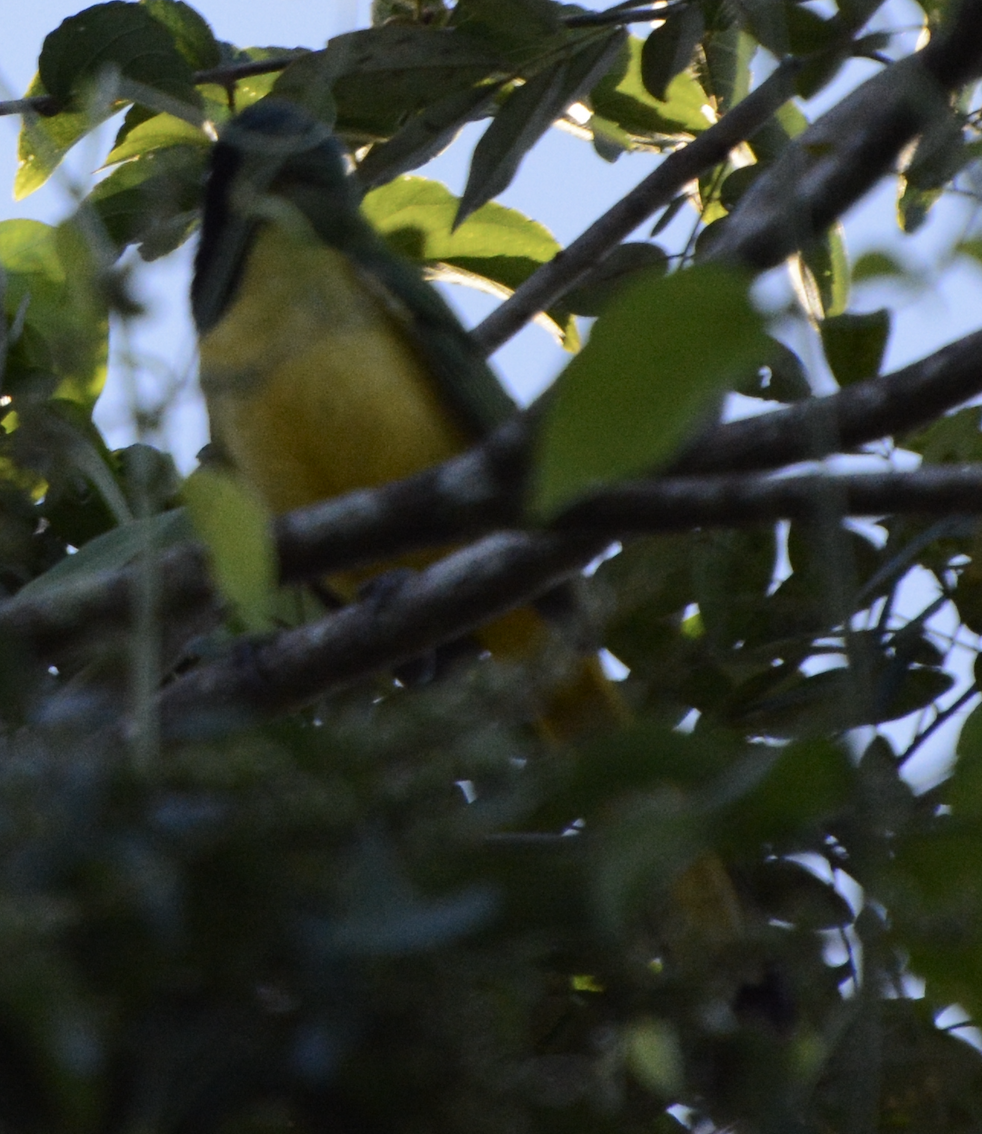 Geai vert - ML633774513