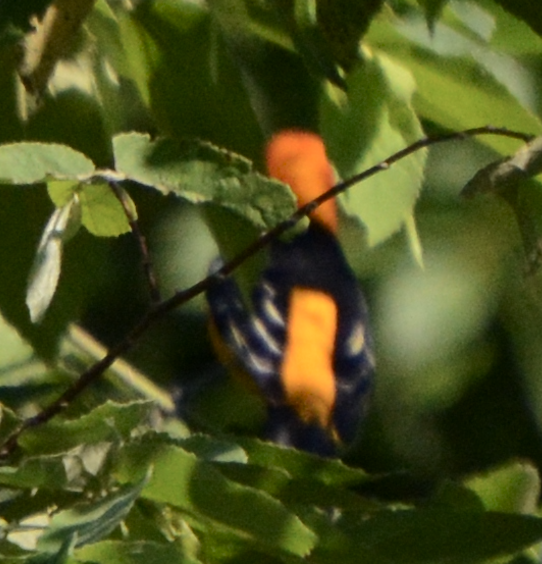 Oriole masqué - ML633774521