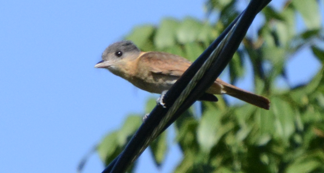 Bécarde à gorge rose - ML633774534