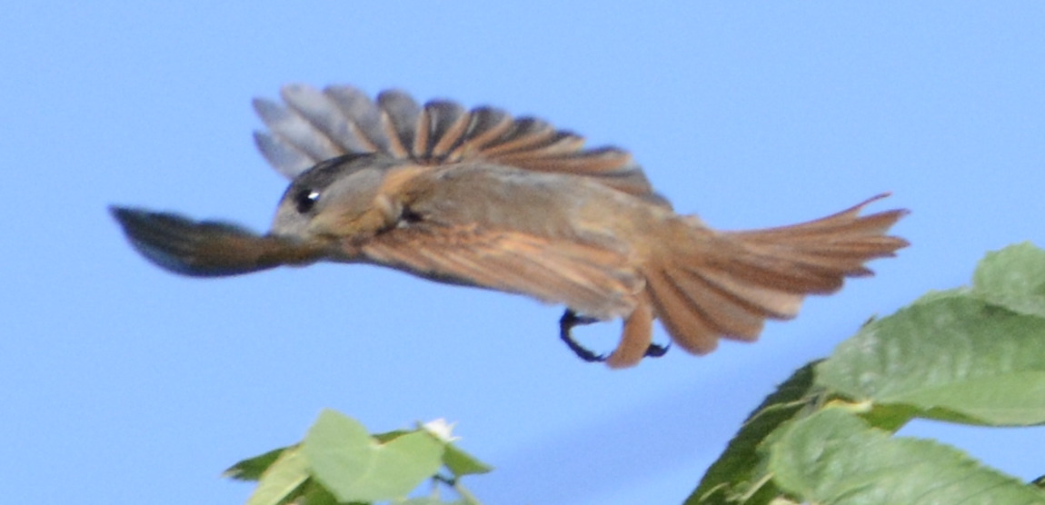 Bécarde à gorge rose - ML633774537