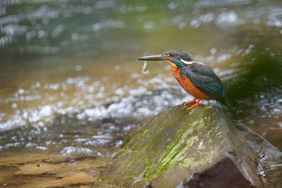 Blyth's Kingfisher - ML633774549