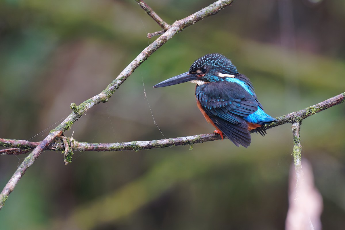 Blyth's Kingfisher - ML633774550