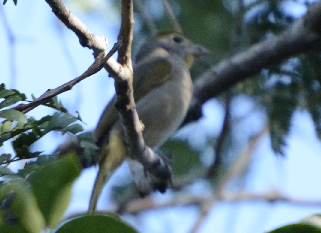 Piranga à gorge rose - ML633774561