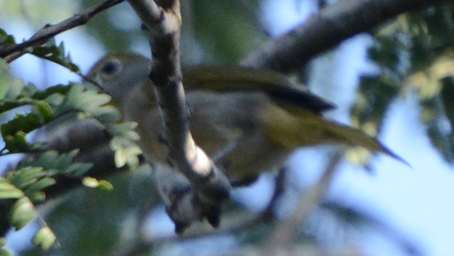 Piranga à gorge rose - ML633774562