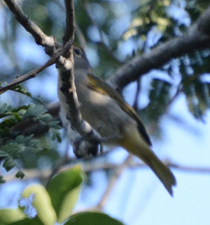 Piranga à gorge rose - ML633774563