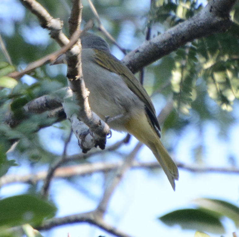 Piranga à gorge rose - ML633774566