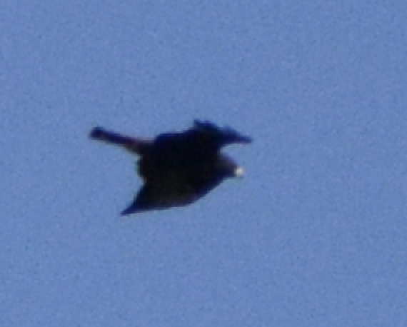 Buse urubu - ML633774578