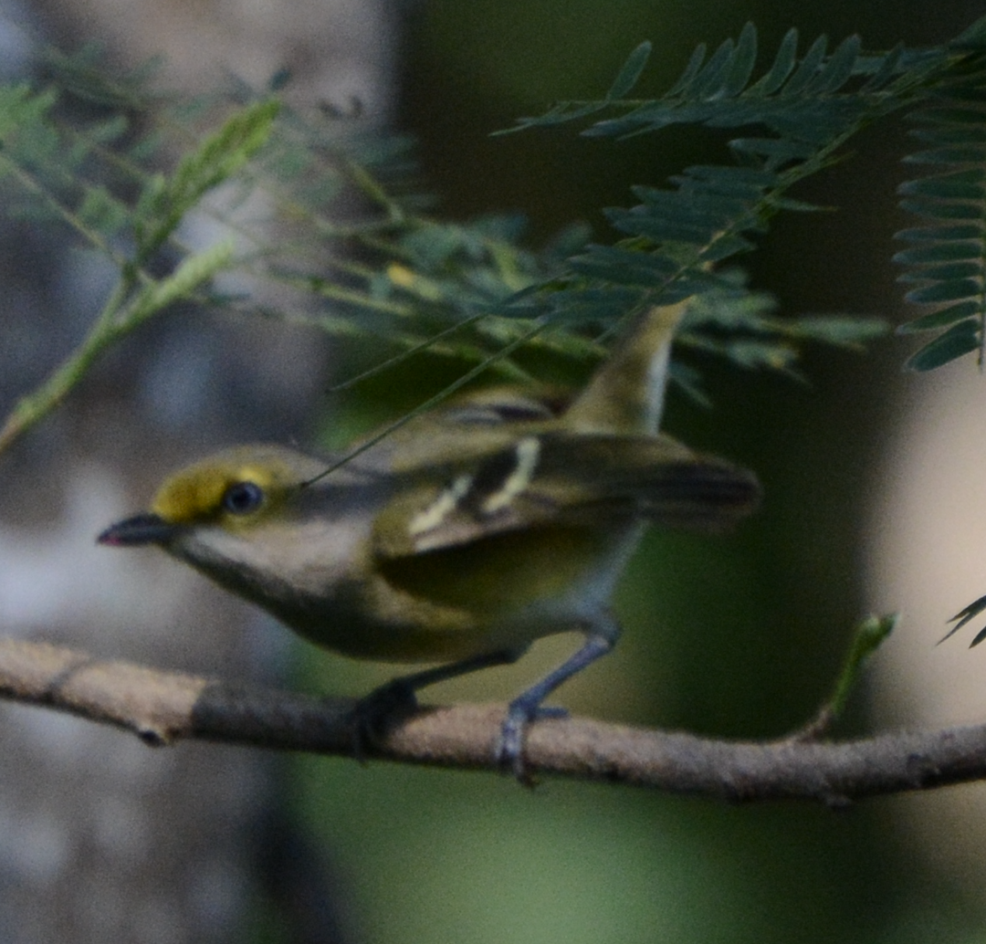 Viréo aux yeux blancs - ML633774588