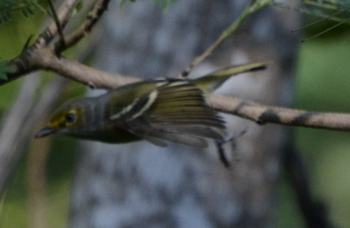 Viréo aux yeux blancs - ML633774590