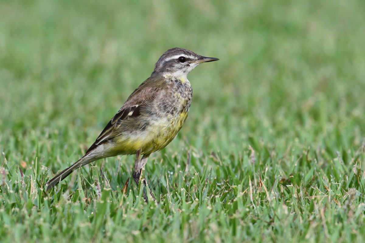 Eastern Yellow Wagtail - ML633774612