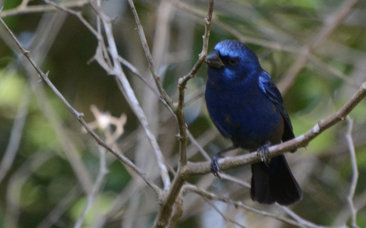 Évêque paré - ML633774614