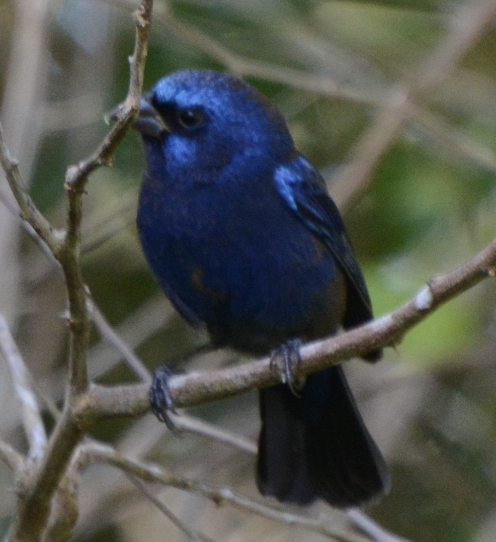 Évêque paré - ML633774620