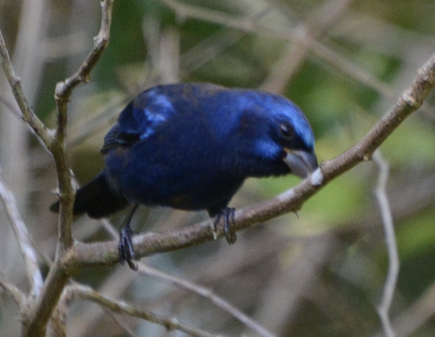 Évêque paré - ML633774622