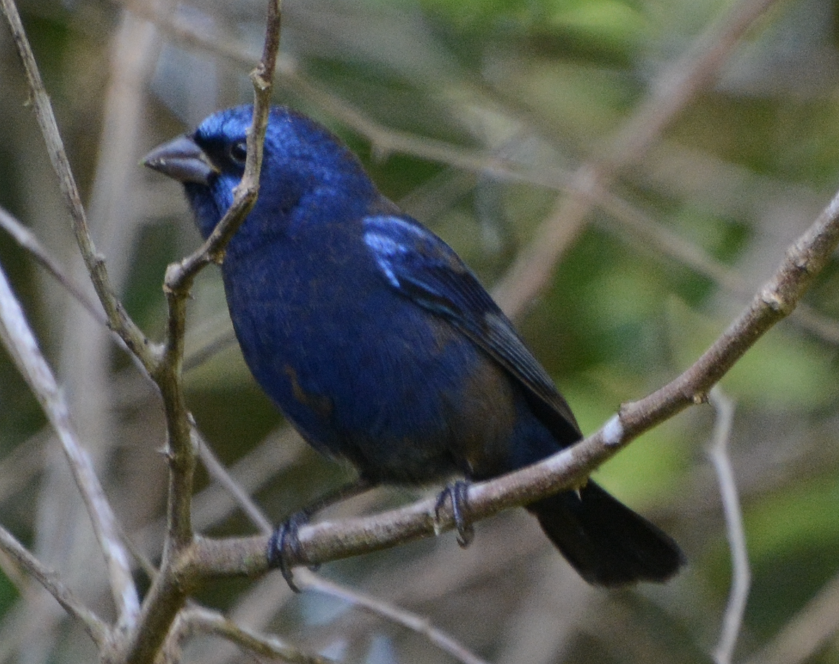 Évêque paré - ML633774623