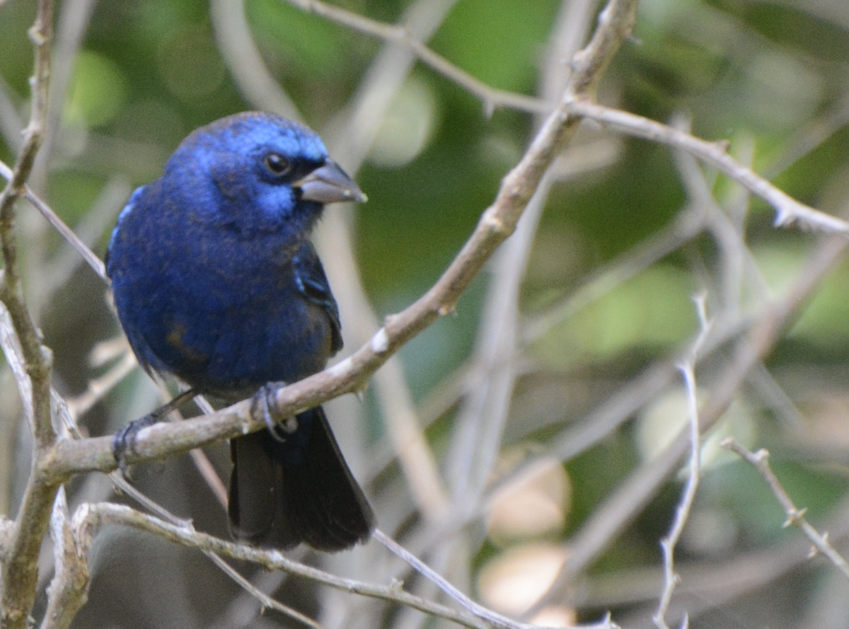 Évêque paré - ML633774626