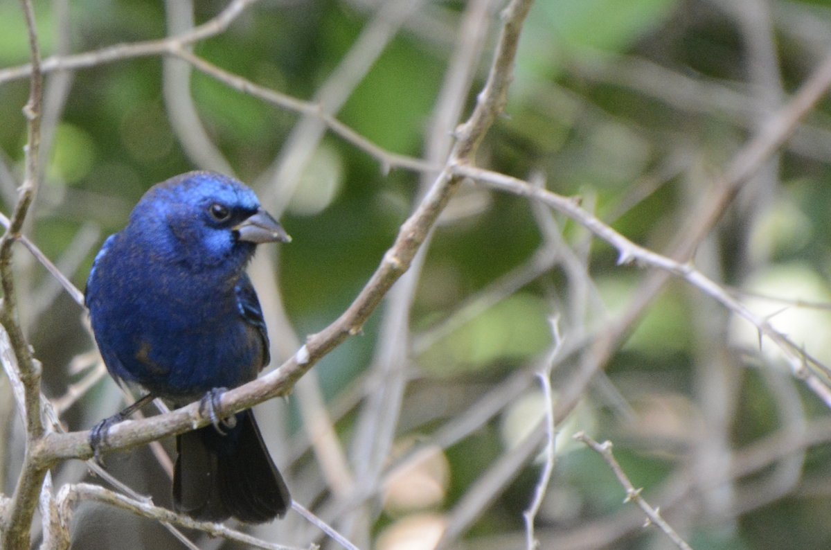 Évêque paré - ML633774630