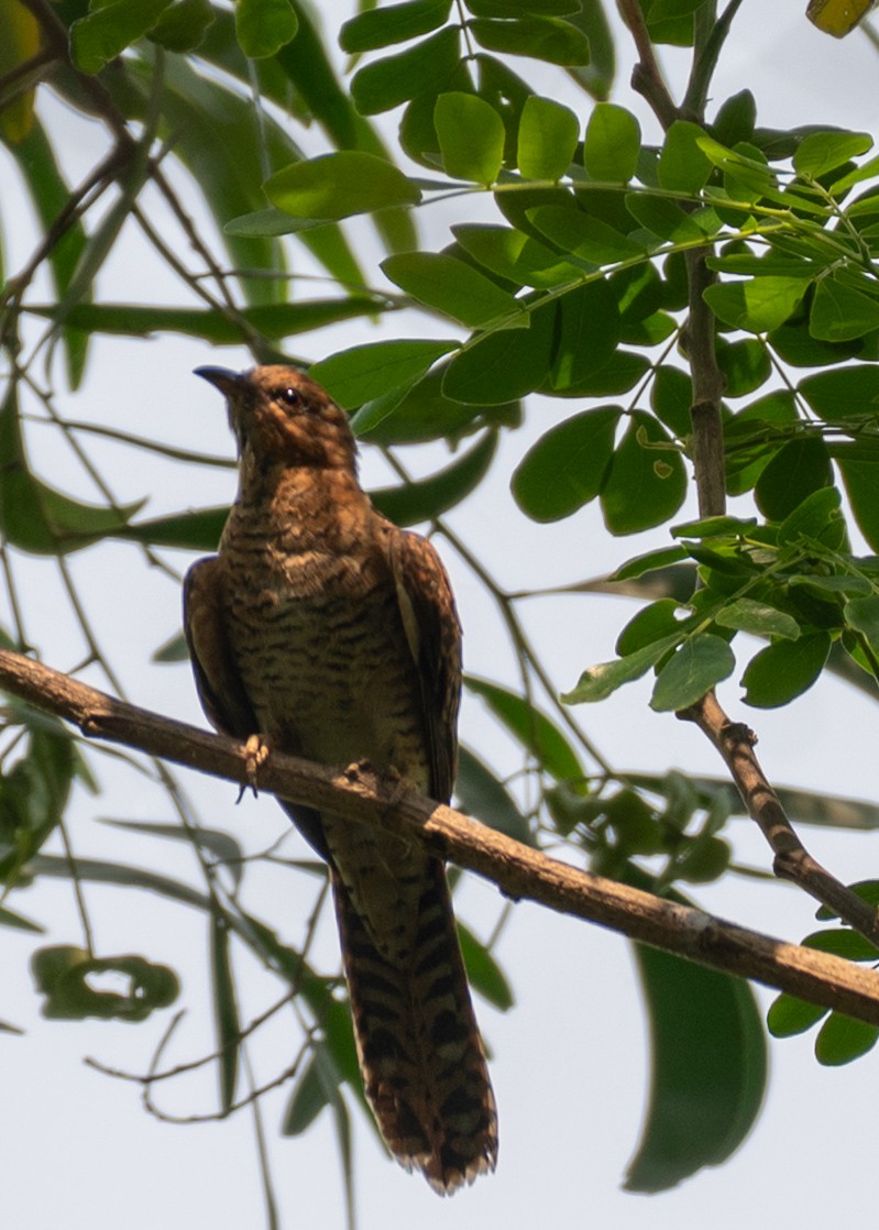 Plaintive Cuckoo - ML633774681