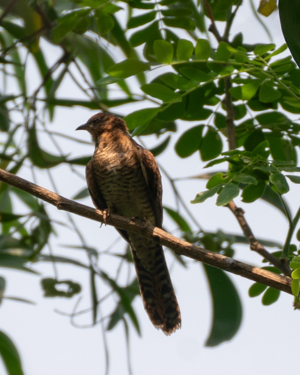 Plaintive Cuckoo - ML633774682