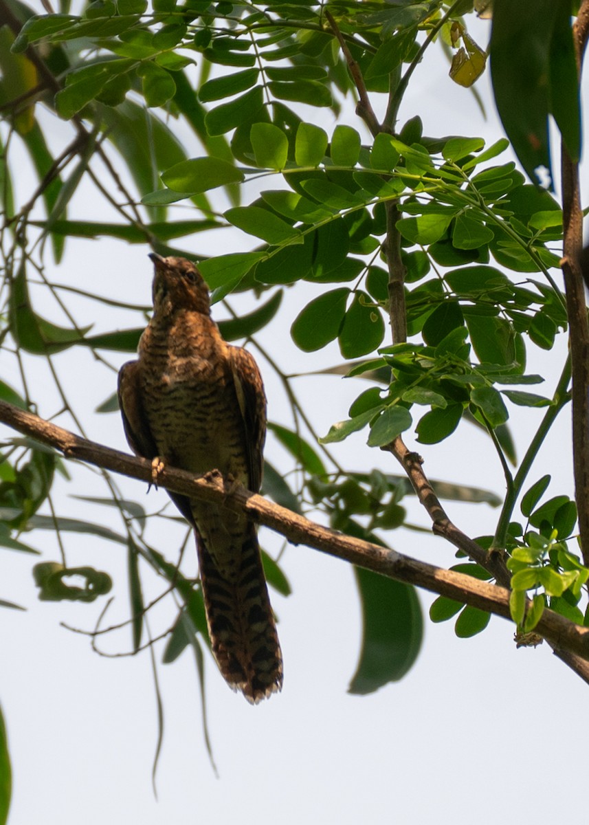 Plaintive Cuckoo - ML633774683