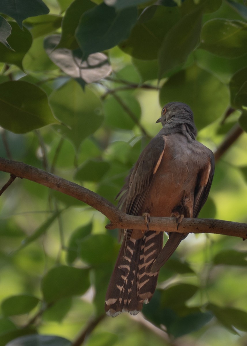 Plaintive Cuckoo - ML633774684