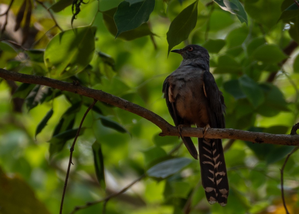 Plaintive Cuckoo - ML633774685