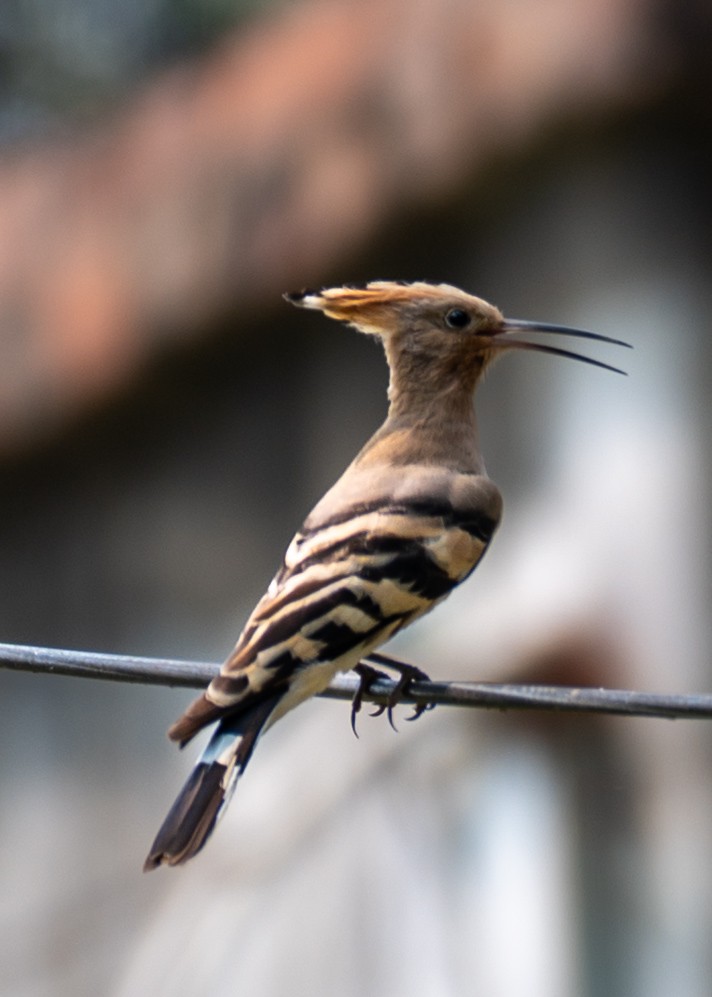 Eurasian Hoopoe - ML633774723