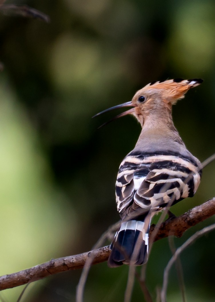 Eurasian Hoopoe - ML633774724