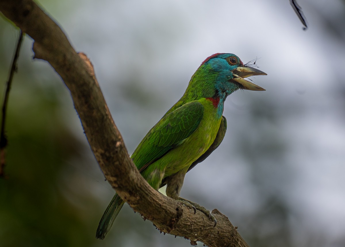 Blue-throated Barbet - ML633774730