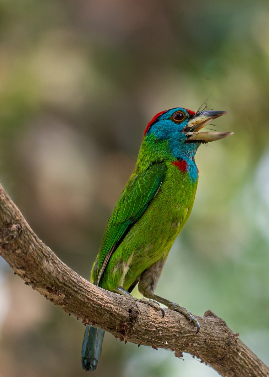 Blue-throated Barbet - ML633774731