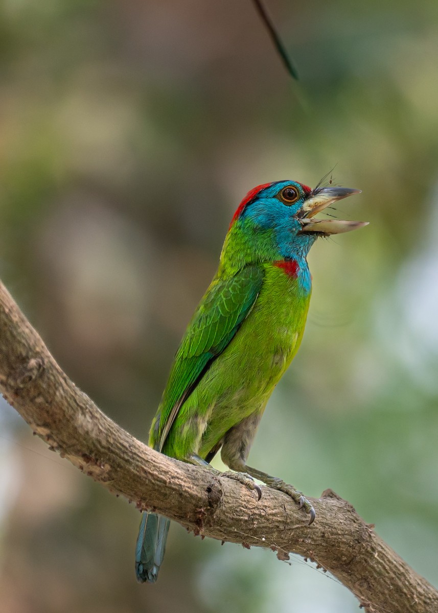 Blue-throated Barbet - ML633774732